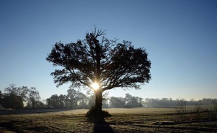 Un chêne, le 10 décembre 2013 à Hede-Bazouges dans l'ouest de la France