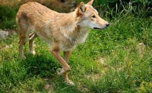 Photo d'illustration d'un loup, ici en 2012 à Saint-Leger-de-Peyre.