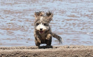 Un chien, sur une plage (illustration)