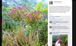Capture écran du compte Facebook de Fernando Rivadavia avec la drosera magnifica, 25 juillet 2015.