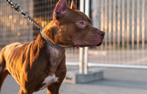 Un chien a été tué par un Pitbull, devant sa propriétaire, à Rouen