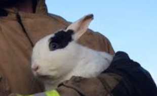 Le lapin volant va pouvoir se remettre de ses émotions.