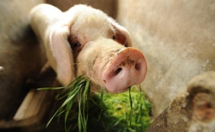 Des responsables de la santé et la police enquêtaient mercredi sur la mort mystérieuse de plusieurs centaines de porcs et de chiens à Yanshi, dans le centre de la Chine, ont déclaré les autorités.