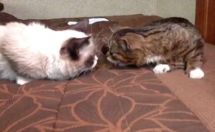 Capture d'écran d'une vidéo Vine montrant la rencontre entre Grumpy Cat (G) et Lil Bub (D).