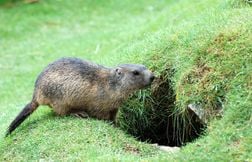 Des touristes se font voler leurs clés de voiture par une marmotte en Chine