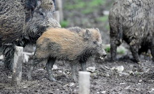 Des hivers plus doux, des glands et du maïs en abondance: les sangliers abondent en France, au grand dam des paysans dont ils ravagent les récoltes et des chasseurs qui affirment ne plus pouvoir supporter les dégâts.