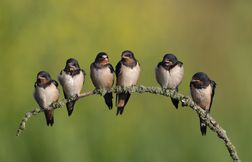 L'hirondelle, tout savoir sur cet oiseau migrateur