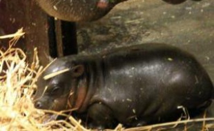 Mendé l'hippopotame pygmée et sa mère Gwen, au zoo de cerza