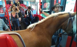 En Autriche, Un passager est monté à bord d'un train autrichien accompagné d'un cheval.