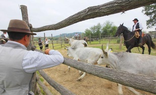 Des cow-boys "butteri" italiens gardent des vaches de la race Maremmana.