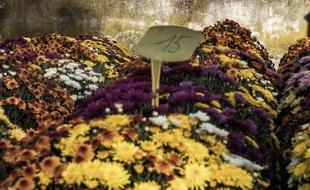Illustration de chrysanthèmes dans un cimetière.