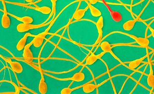 Des spermatozoïdes