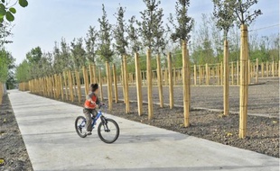 En 2016, plus 4 500 arbres auront été plantés dans le parc aux angéliques de Bordeaux.
