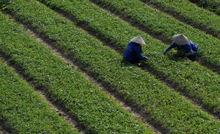 Une rizière cultivée au Vietnam.