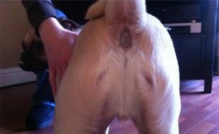 Photo publiée par Brain Magazine de l'apparition de Jésus dans l'anus d'un chien.