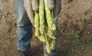 Les asperges vertes de Provence de Didier et Sabine Ferreint.