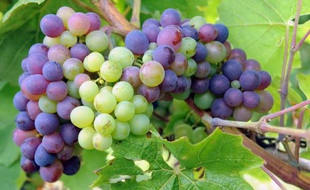 Des grappes de raisin dans une vigne à Vauchrétien le 11 août 2014