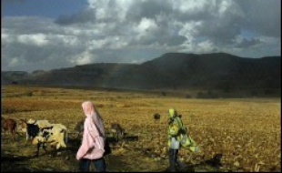 Les recherches se poursuivaient dimanche pour retrouver les cinq touristes européens et plusieurs Ethiopiens capturés jeudi par des hommes armés dans le nord-est de l'Ethiopie, alors que cinq des Ethiopiens enlevés ont été retrouvés selon l'agence éthiopienne ENA.