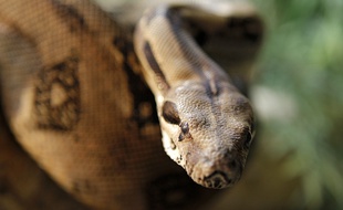 Un serpent utilisé comme arme par destination (illustration).