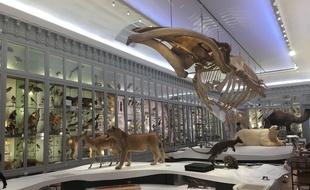 La galerie du 19ème du muséum de Bordeaux a été rénovée, et sera agrémentée de spectacles multimédia
