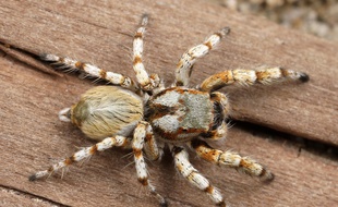 La peur des araignées chez l'humain serait innée selon une étude.