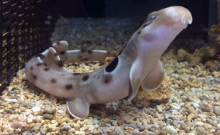 Un petit requin-marcheur