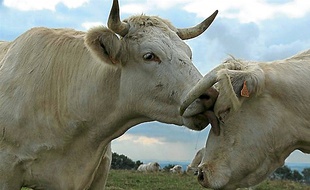 Le film Bovines.