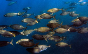 Le stress influe sur la détermination du sex des poissons, indique un article scientifique publié dans Trends in Ecology and Evolution. Les facteurs environnementaux, comme la hausse des températures ou l'acidité de l'eau, sont des facteurs de stress.
