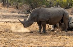 Six hommes jugés pour avoir vendu illégalement 964 cornes de rhinocéros