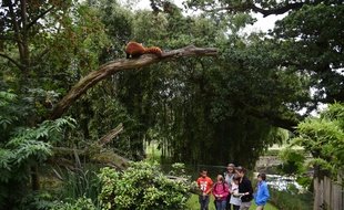 Un panda roux au dessus de jeunes soigneurs d'un jour venus découvrir l'envers du décor du métier de soigneur au parc animalier de Branféré à Le Guerno dans le Morbihan, le 29 juillet 2016