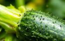 Top 3 des ingrédients de cuisine que les pucerons craignent plus que tout