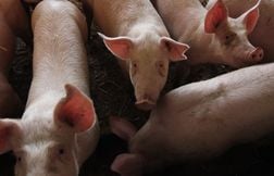 Pourquoi la filière porcine grogne-t-elle contre une décision chinoise ?