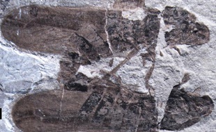 Un fossile qui date de 165 millions d'années de deux insectes, des Anthocytina perpetua.