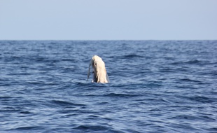 L'association Souffleurs d’Ecume a repéré une baleine avec la queue abîmée au large de Cannes.