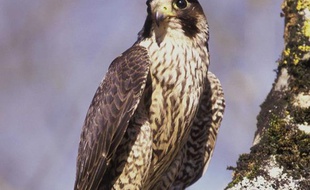 Image d'un faucon Pèlerin.