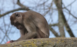 Les macaques utilisent des outils différents selon la nourriture qu'il mange.