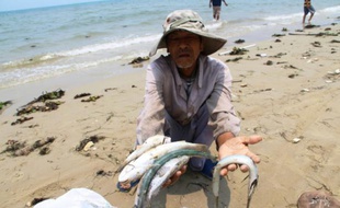 Un villageois montre des poissons morts sur une plage de la province Thua Thien Hue, au Vietnam, le 21 avril 2016