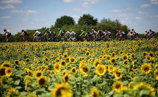 Le peloton lors de la 4e étape du Tour de France 2017.