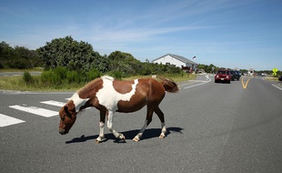 Un poney. (illustration)
