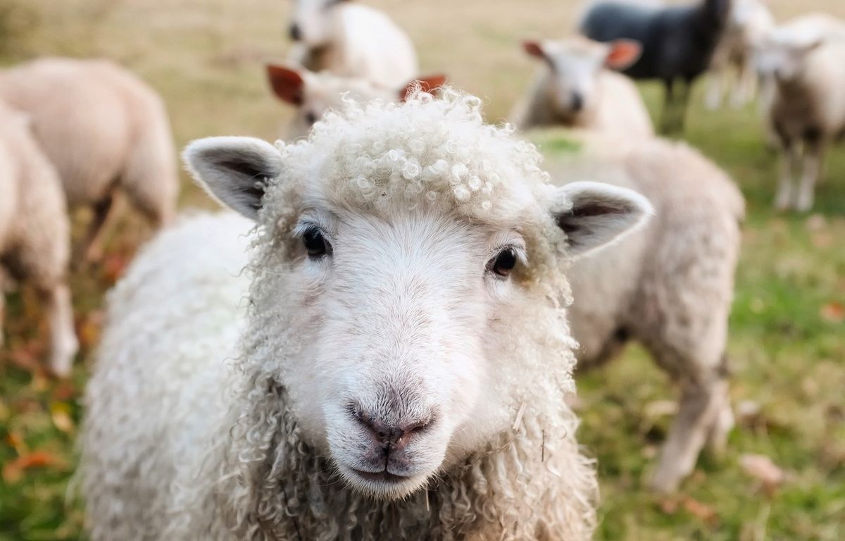 Loiret : Les moutons vont remplacer les tondeuses à gazon le long des routes départementales