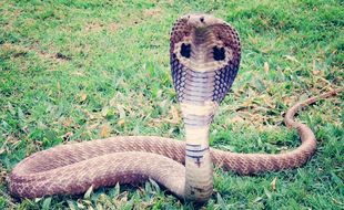Un cobra. Illustration.