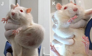 Les rats utilisés lors de l'étude, parue dans la Revue internationale «Food and Chemical Toxicology», montraient d'importantes tumeurs
