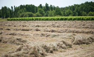 La sécheresse sévit dans le Tarn, le 13 juin 2011.