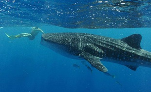 Un nageur s'approche d'un requin baleine, le 3 avril 2012, sur la côte ouest de l'Australie.
