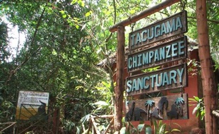 La réserve de chimpanzés de Tacugama prés de Freetown, la capitale du Sierra Leone, avait dû fermer en août 2014, en pleine explosion de l'épidémie d'Ebola