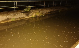 Des milliers de poissons retrouvés morts dans la Scarpe.