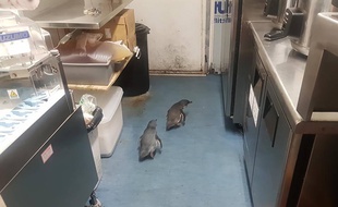 Les deux manchots dans le stand de sushi.