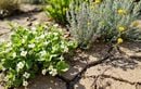 Transformez un coin sec en oasis dès l’automne grâce à ces 3 plantes faciles à planter