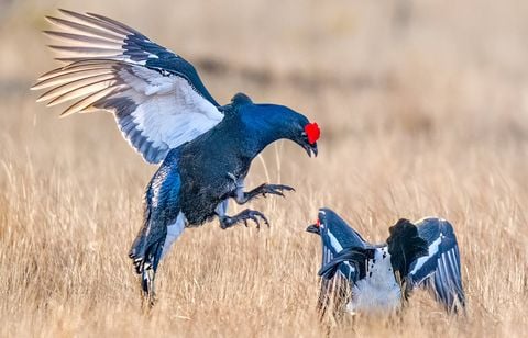 Des associations luttent contre le projet de réintroduction du grand Tétras