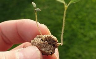 L'objectif est de créer une petite boulette avec de l'argile pour favoriser la germination des graines.